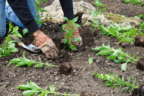 Protected payment processing for tree care services